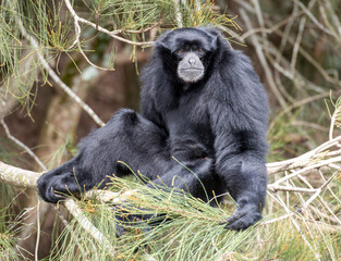 Siamang Gibbon found in the forests of Indonesia