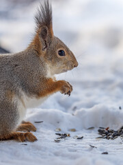 The squirrel in winter sits on white snow.