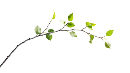 Branch growing green leaves on transparent background