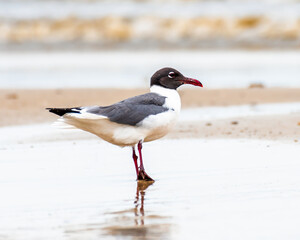seagull on the beach