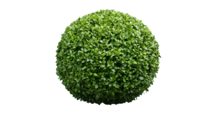 Perfect green sphere of leaves creating a natural globe with transparent background