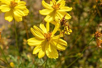 yellow flowers on a green background