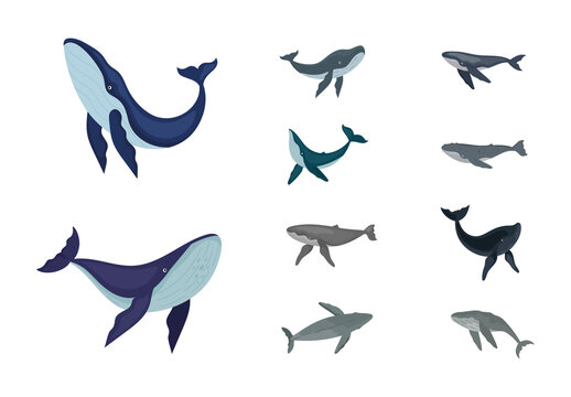 Blue and Grey Humpback Whale Marine Illustration Set