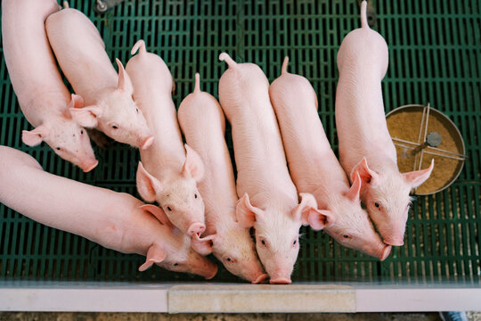 Group of little piglets stand at the fence of the pen and look up