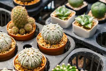 A variety of small potted cacti arranged in rows at a nursery, showcasing diverse shapes and textures.