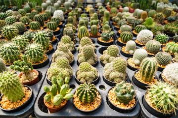 A variety of small potted cacti arranged in rows at a nursery, showcasing diverse shapes and textures.