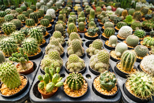 A variety of small potted cacti arranged in rows at a nursery, showcasing diverse shapes and textures.