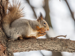 The squirrel with nut sits on tree in the winter or late autumn