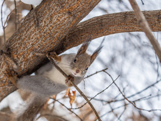 The squirrel with nut sits on tree in the winter or late autumn