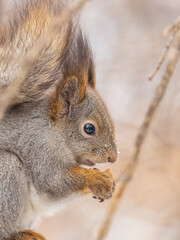 The squirrel with nut sits on tree in the winter or late autumn