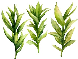 Fototapeta premium Watercolor Green Leaves Botanical Illustration Plant Branches