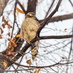 A Eurasian sparrowhawk perched on a branch of a tree outdoors.