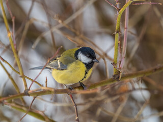 Cute bird Great tit, songbird sitting on a branch without leaves in the autumn or winter.