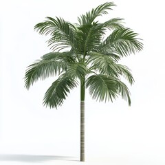 Obraz premium Isolated Single Palm Tree on White Background for Tropical Decor
