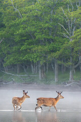 森のある浜辺にて、夕陽が差し込む浜辺で、海面からモヤが立ち込めて居る浜辺の中を２頭のシカが歩く姿。森が背景で２頭のシカ中央の下部で右側を向いて歩く縦構図です。