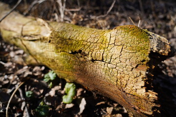 The bark of an old fallen tree. Park.