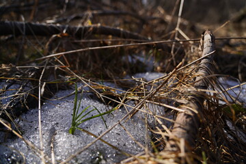 Remnants of snow on the ground after winter. City park.