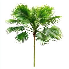 Obraz premium Isolated Green Palm Tree with Circular Leaves Against a White Background