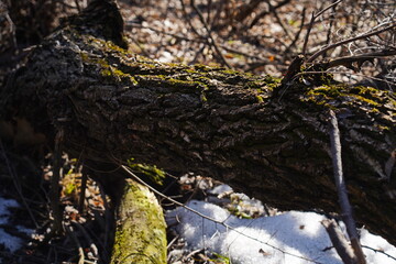 The bark of an old fallen tree. Park.