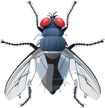 vector illustration of a black beetle