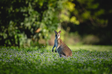 Wallaby. Wallaby is medium-sized, hopping macropods found throughout Australia and New Guinea.