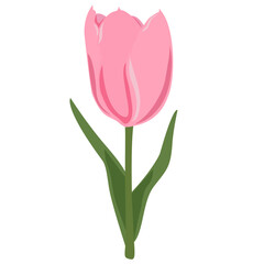 pink tulips flower