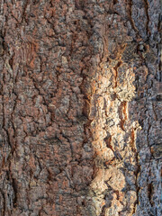 Naklejka premium Bark texture and background of a old fir tree trunk. Detailed bark texture. Natural background