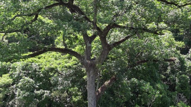 Rare Harpy eagle has nest in crown of large tree in Bolivian jungle