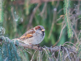 Sparrow sits on a fir branch in the sunset light.