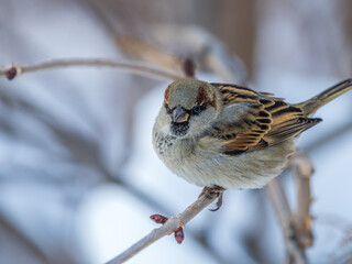 Sparrow sits on a branch without leaves.
