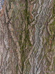 The texture of the bark of an old willow