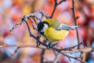Cute bird Great tit, songbird sitting on a branch without leaves in the autumn or winter.