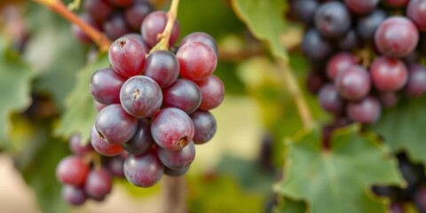 Fototapeta premium Close-up of a single ripe vine grape, with abundant empty space around, harvest, natural