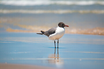 Seagull