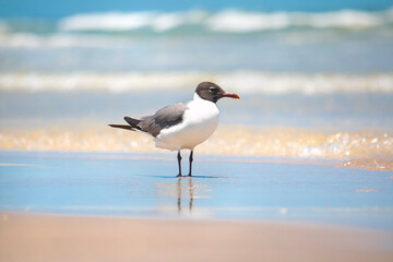 Seagull