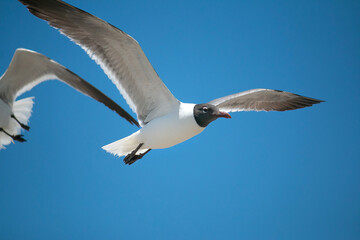 Obraz premium Seagull