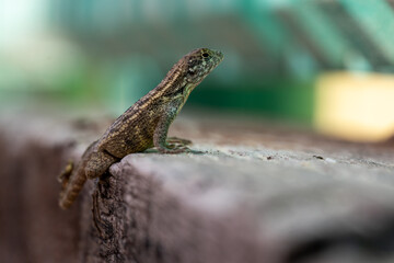 Curly Tailed Lizard on wood