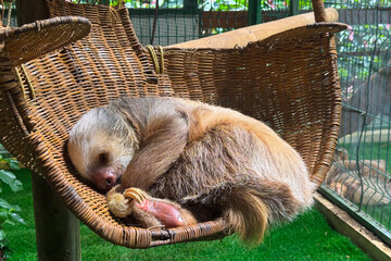 cozy sleepy sloth sleeping in a straw chair © Andreas