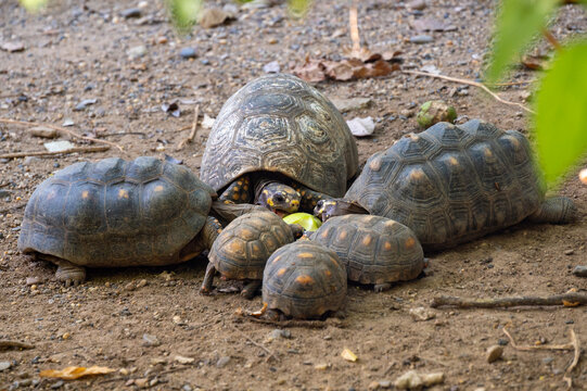 Chelonoidis denticulatus Family with children eats an apple