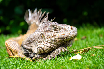 Green Iguana (Iguana Iguana) Large Herbivorous Lizard Staring on the Grass in a Garden