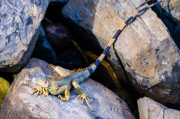 Iguana Posing on Stones in the sun