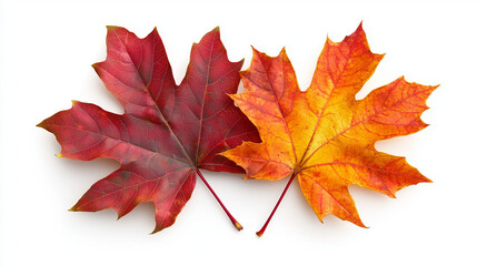 Fototapeta premium Vibrant Red and Orange Autumn Maple Leaves Isolated on White Background