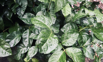 green leaves wet by raindrops