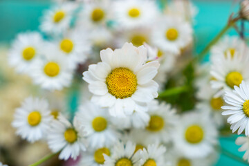 Obraz premium Daisy (Papatya) Flowers Concept Photo, Üsküdar Istanbul, Turkiye (Turkey)
