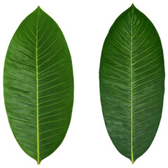 Obraz premium Palm tree green leaves isolated on a white background with clipping path.