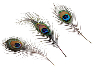 Elegant Peacock Feather Displaying Vibrant Colors on a Clean White Background. set Peacock Feather