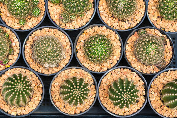 Top view of various small cacti in black pots with decorative gravel, arranged neatly in rows for sale at a market
