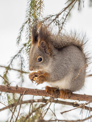 The squirrel with nut sits on tree in the winter or late autumn