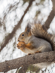 The squirrel with nut sits on tree in the winter or late autumn