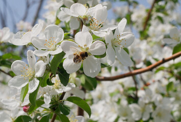 Fototapeta premium Apple trees are blooming and bees are collecting nectar.